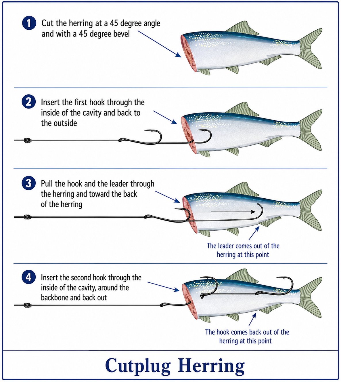Cut plug herring rigging diagram showing 4-step process for threading hooks through herring