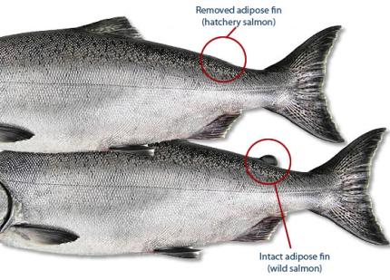 Side-by-side comparison of intact adipose fin (wild salmon) and clipped adipose fin (hatchery salmon)