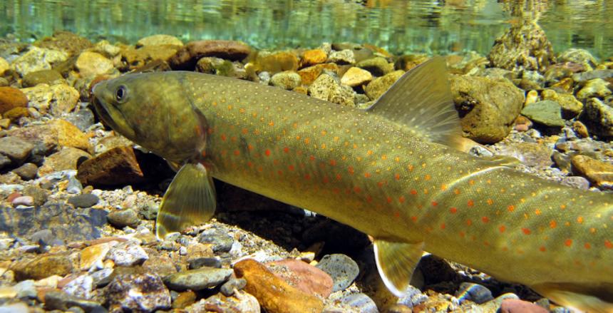 Bull Trout / Dolly Varden