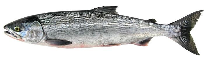 Chum Salmon