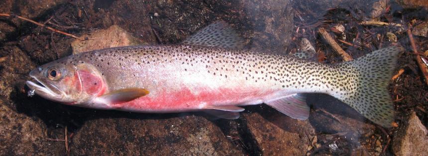 Cutthroat Trout