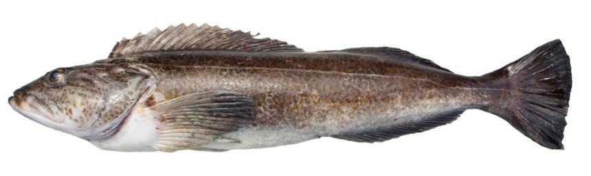 Lingcod