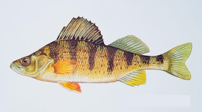 Yellow Perch