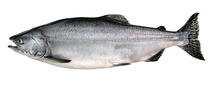 Pink Salmon