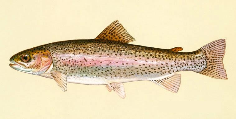 Rainbow Trout