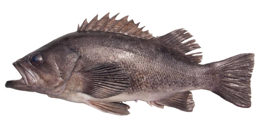 Rockfish
