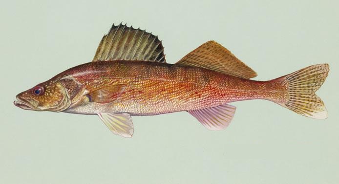 Walleye